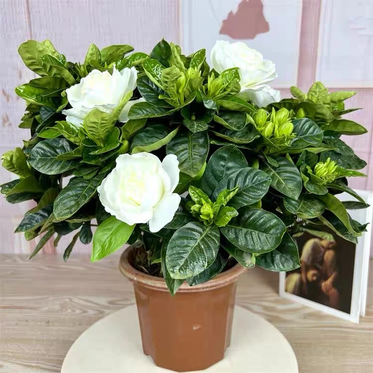 大叶牡丹栀子花盆栽浓香带花苞老桩易活开花绿植