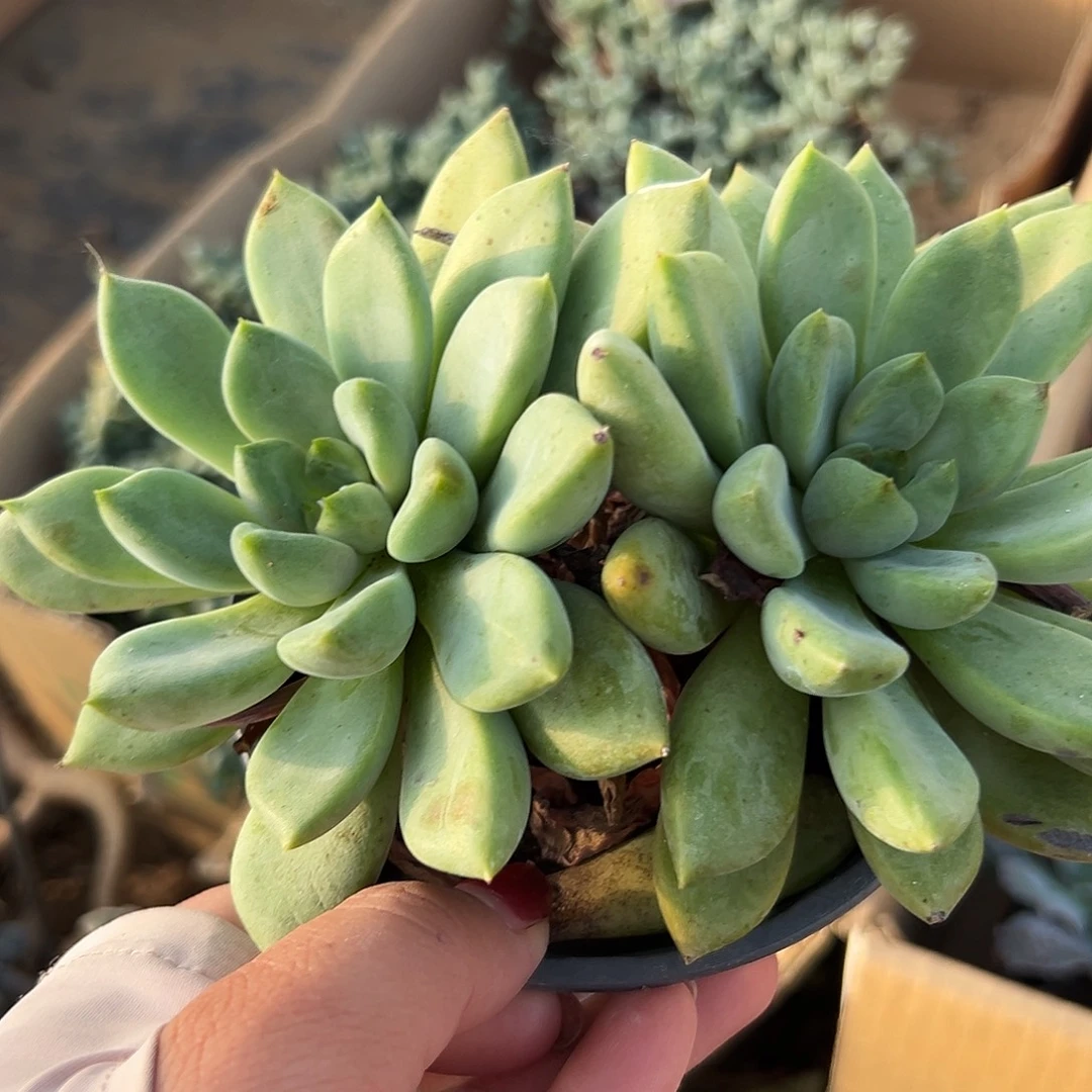 多肉植物多肉植物