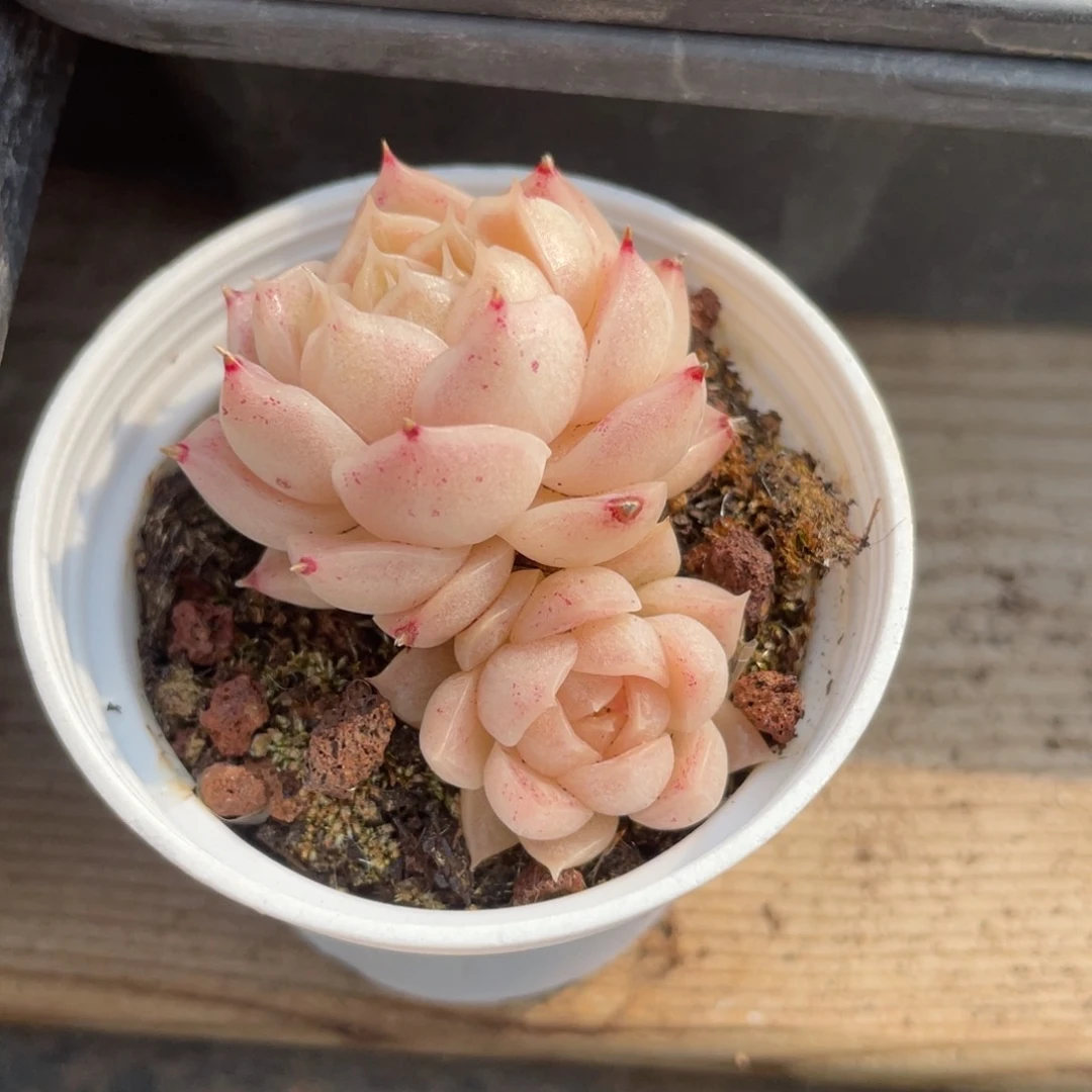 开播福利麦秆1315