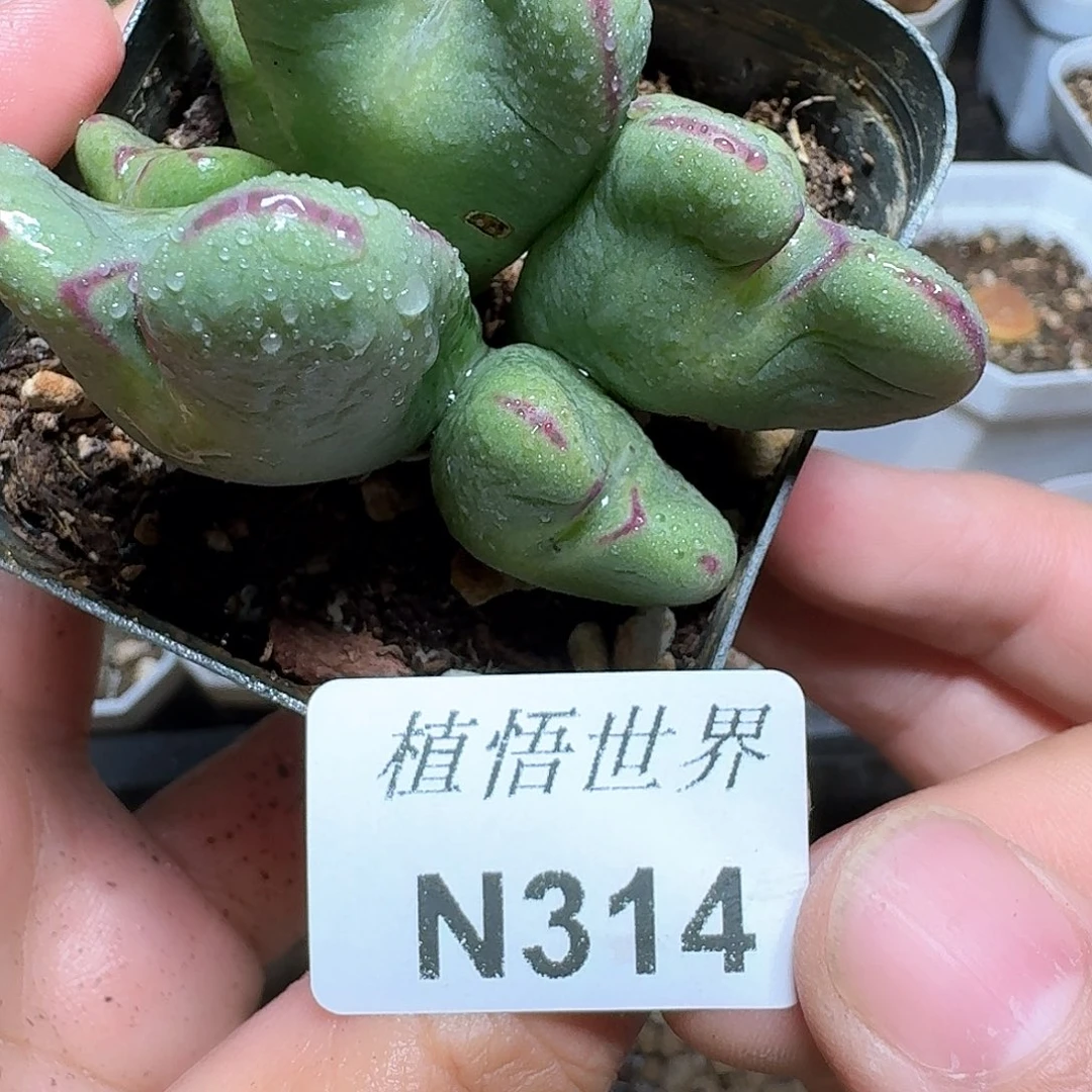 314盒多肉植物哇c v h