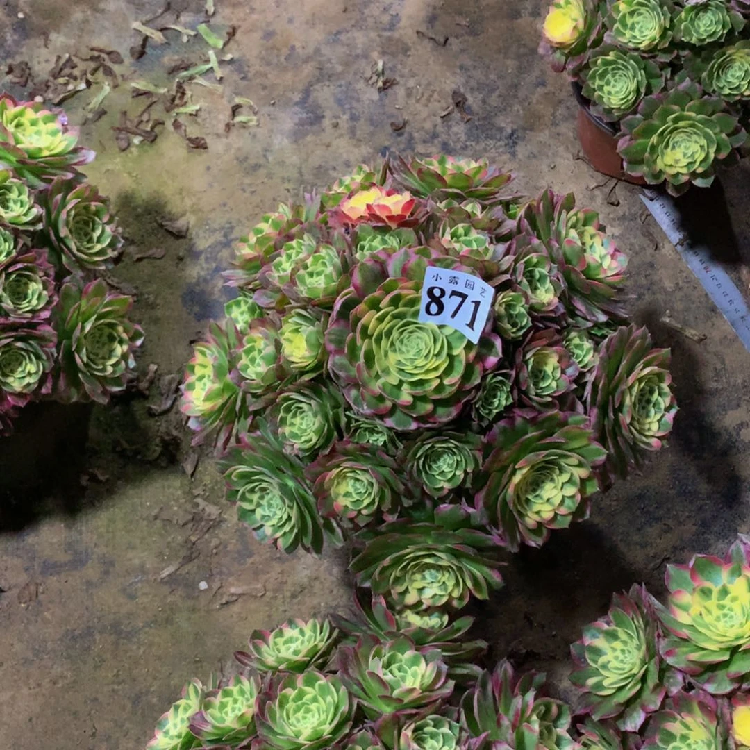 佳****?多肉植物891海仙888888
