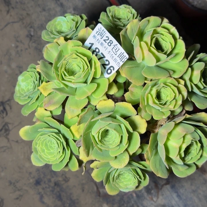 18726琉璃多肉植物