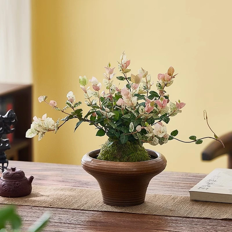 苔藓球水培花叶络石桌面植物盆栽净化空气底托虹鳞蕨办公室绿植物