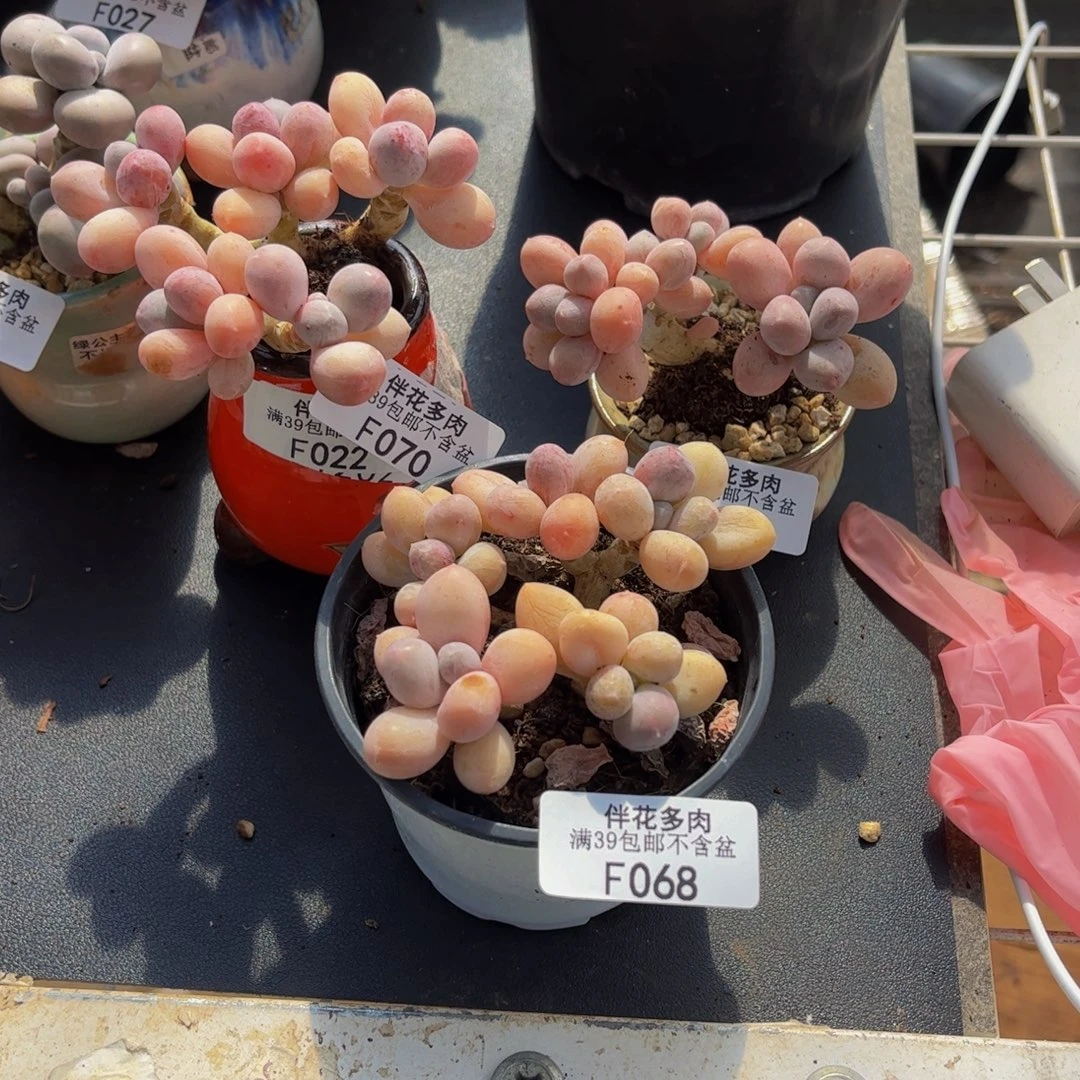 M***i070-069-068-香水手指奶酪5-6cm共三颗