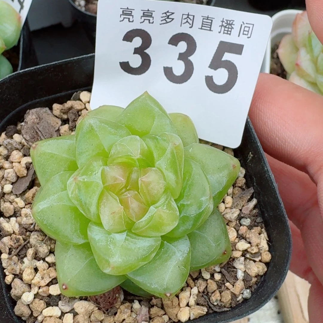 透体珍妮            精美多肉植物