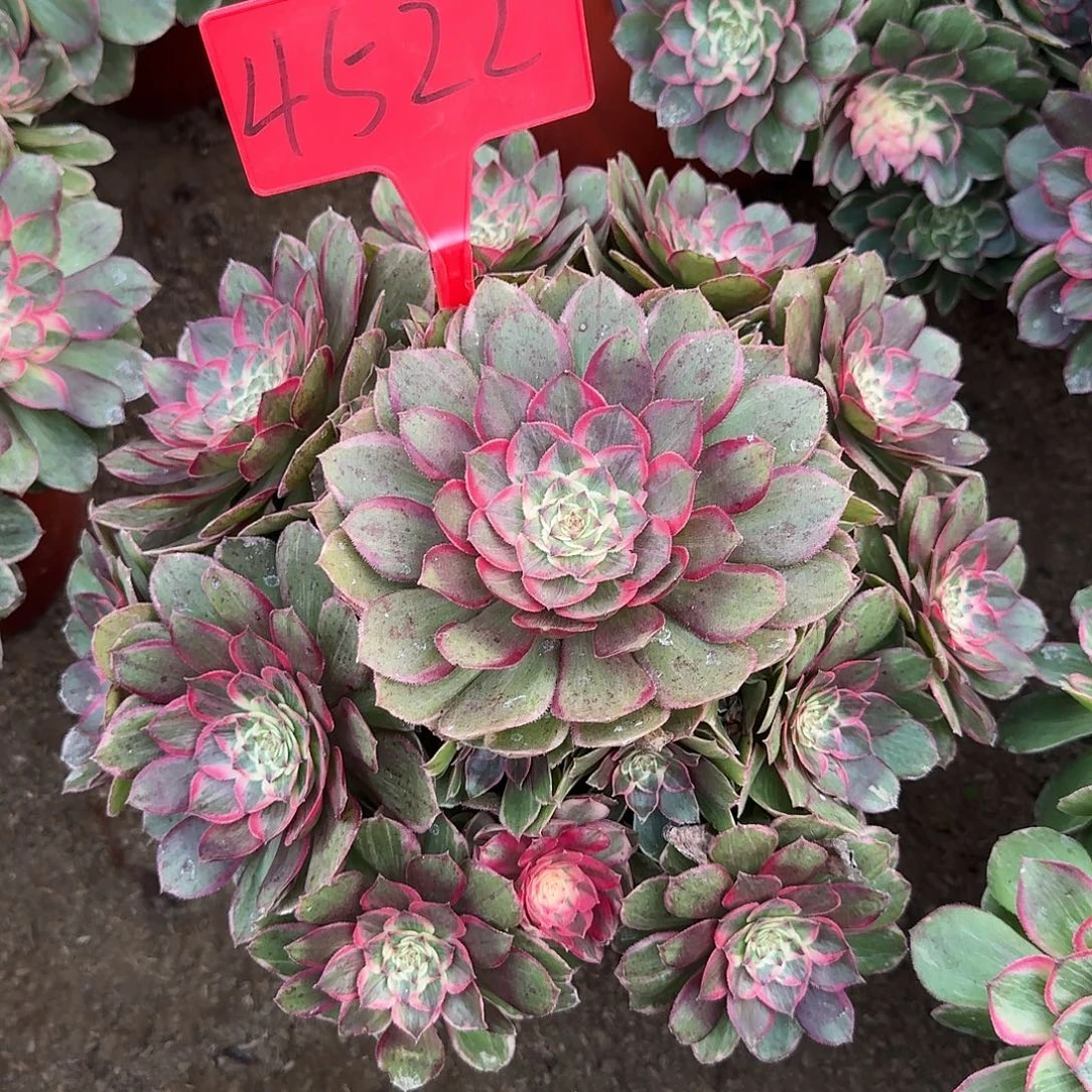 4522莲花座多肉法师