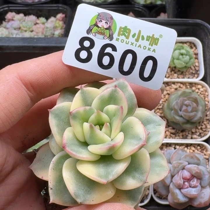 当前无花朵，栽培后可花朵多肉植物多肉植物