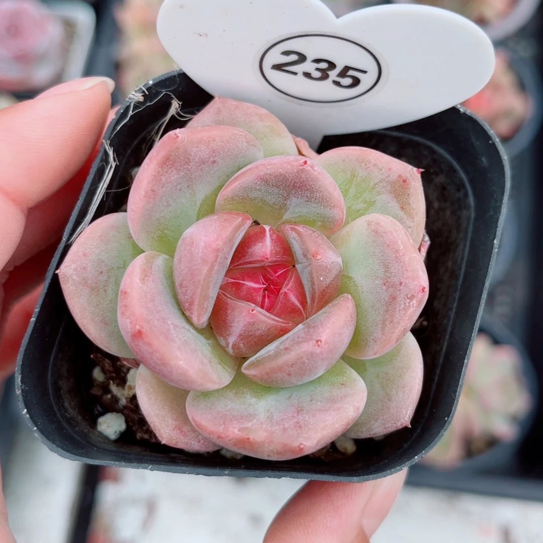 小***西235号新品珍妮单头