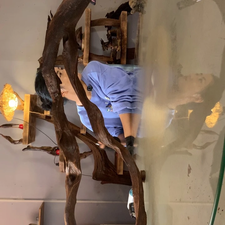 小***吴天然的云南紫柚木会黄水