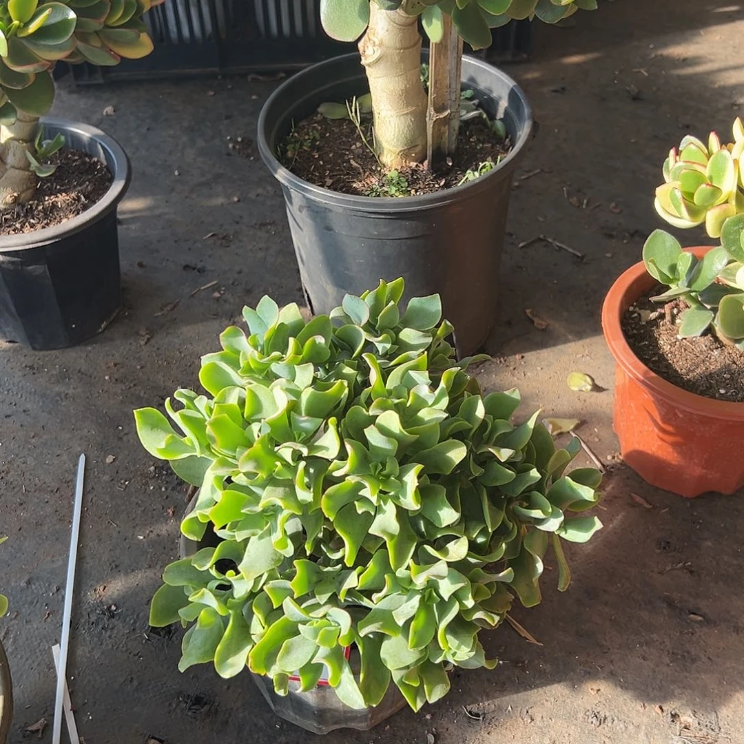 永***青稀有海带花月带土球发货4936