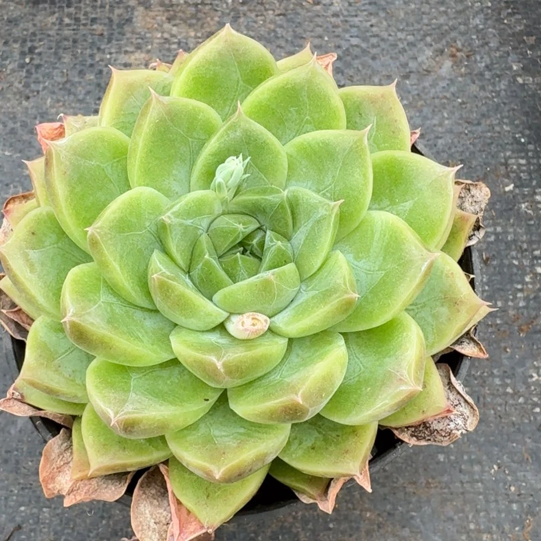 多肉杂交一物一拍9-68