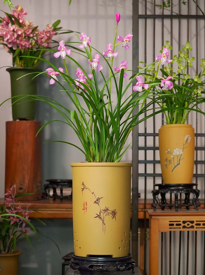 国兰精品兰花【春江月色】 高端雕刻黄段泥紫砂花盆 浓香好养盆栽