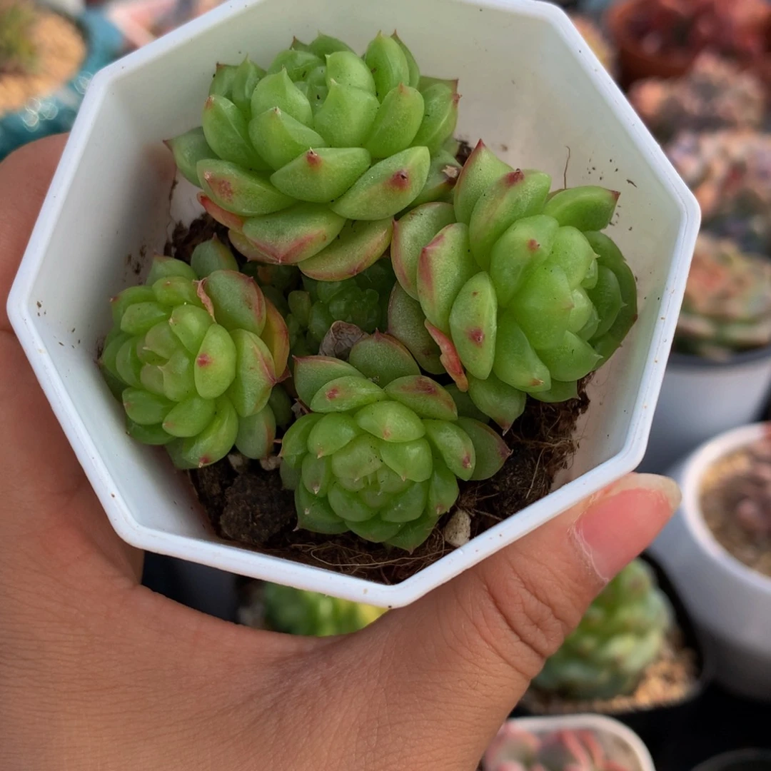 精控灯泡珍妮多肉