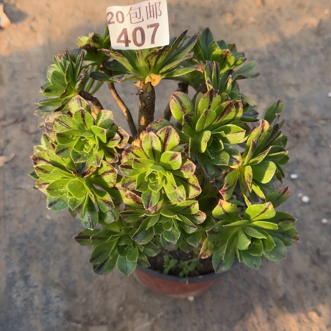 碧火407满20包邮断枝不包