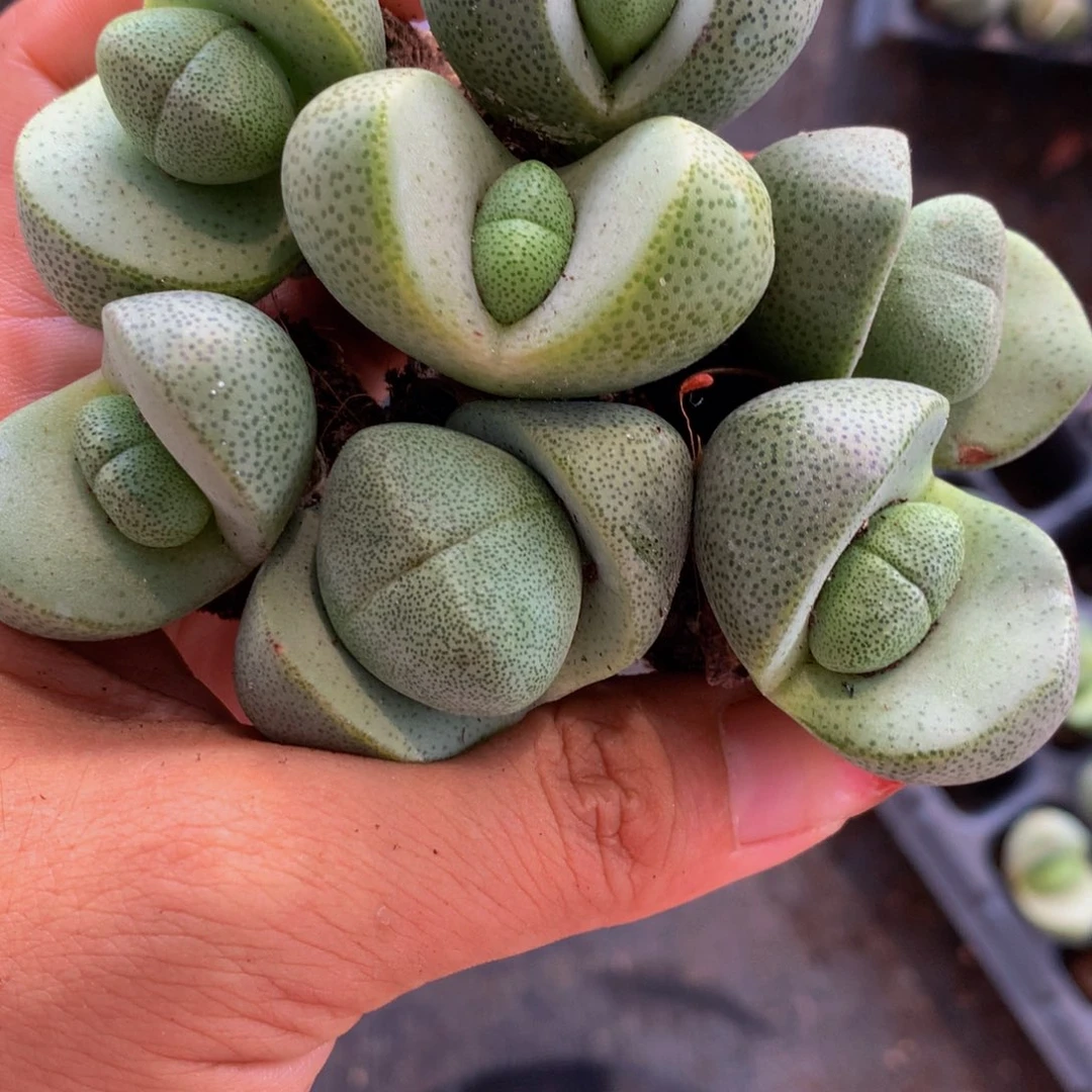 元宝  2颗  （满9.99包邮不满9.99发叶子）