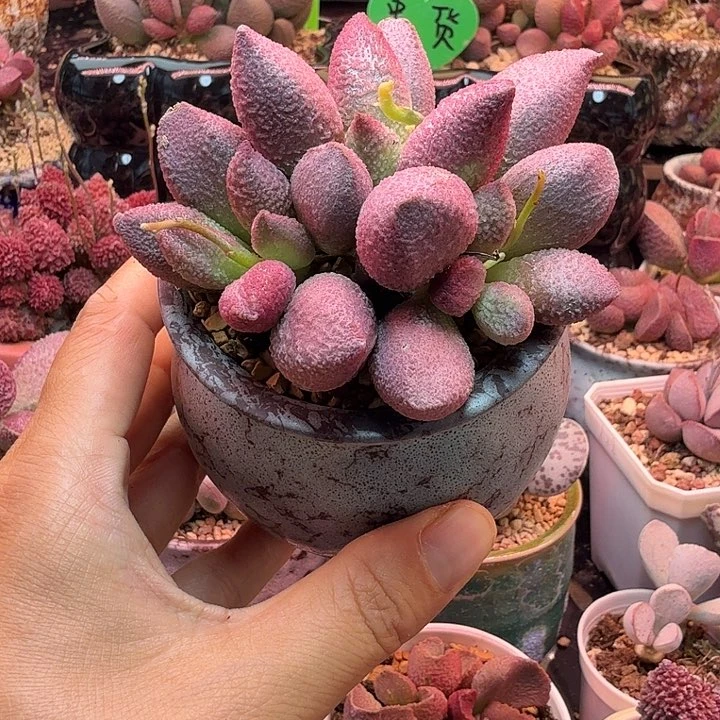 p***l水蜜桃和草莓都很甜很好吃
