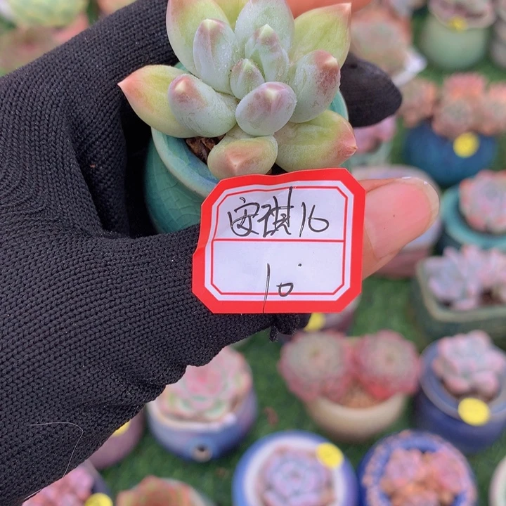 安***儿安琪儿   1花