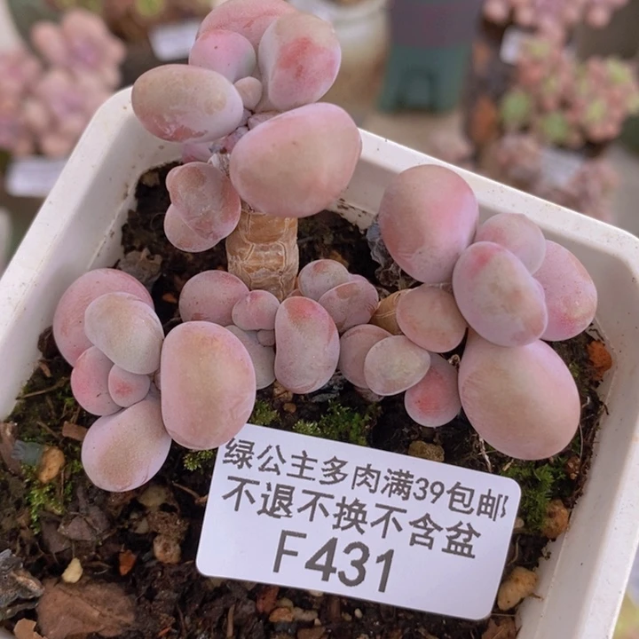 腰子桃蛋7cm431多肉植物