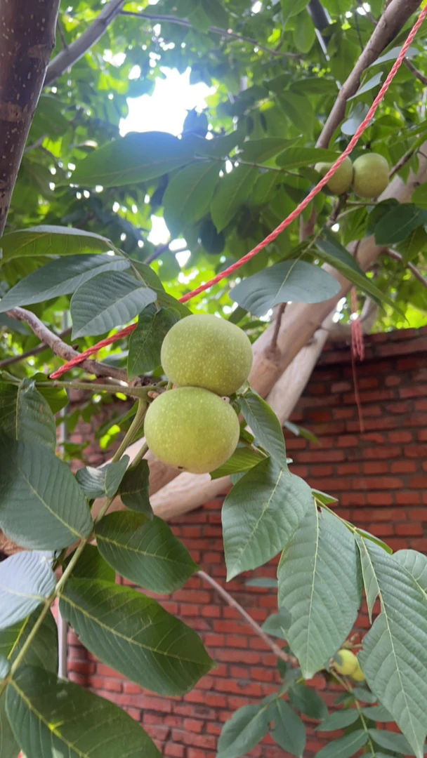 南瓜敦核桃老树核桃 剥开不退不换谢谢理解