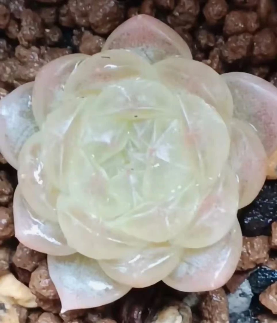 白冰多肉任姐姐白冰定向繁殖小小苗一颗