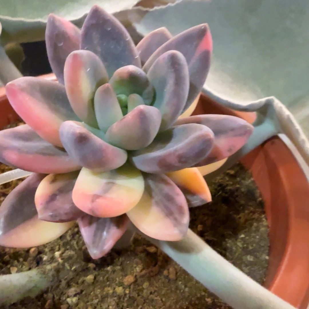 紫丽殿 安吉园艺（福利）