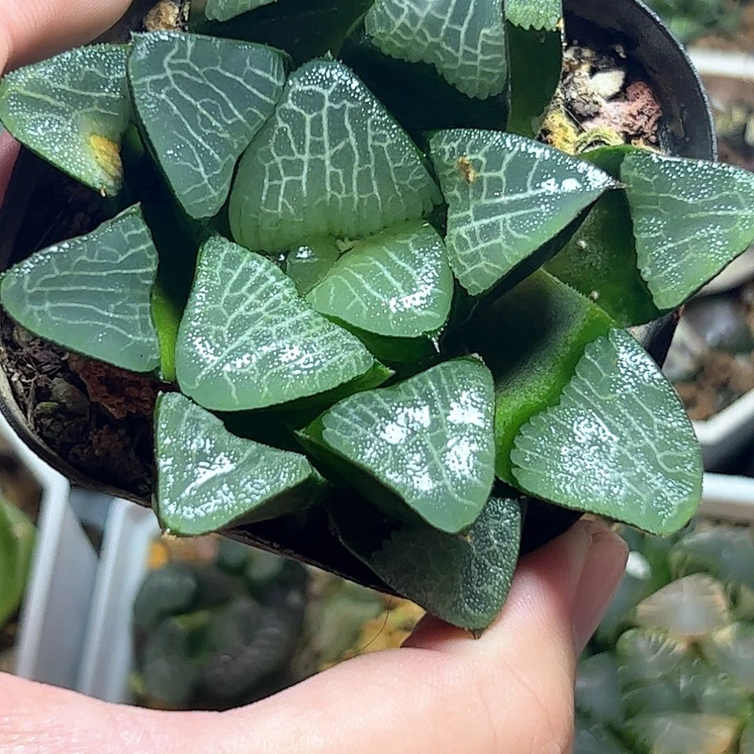 高仿巨人兵十二卷多肉植物