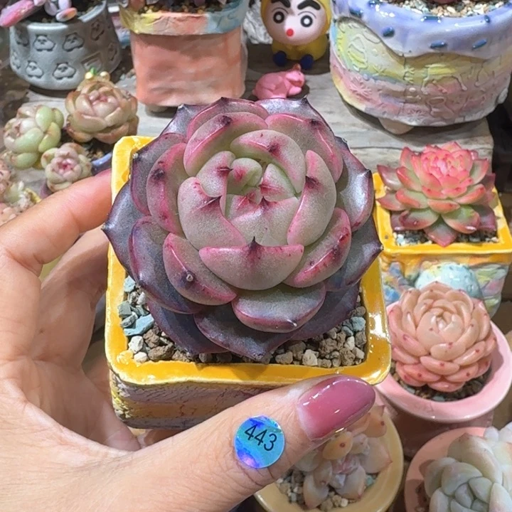 443 多肉含盆土 30元包邮 除偏远地区