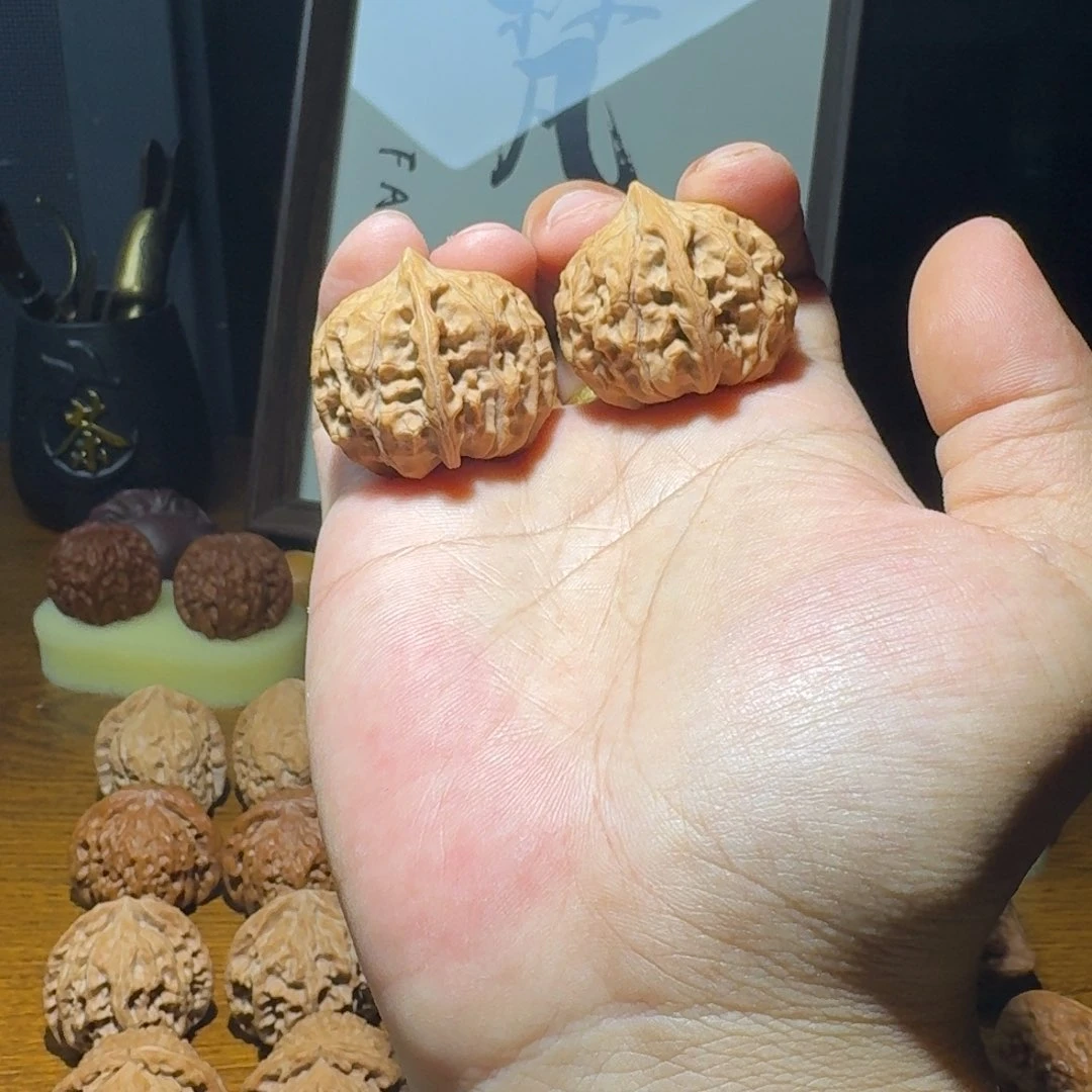 34尺寸野生元宝（尖微磕）