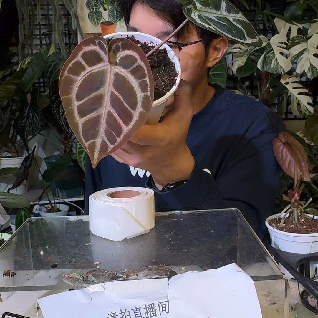 不开花植物C170skg银杂粉铜