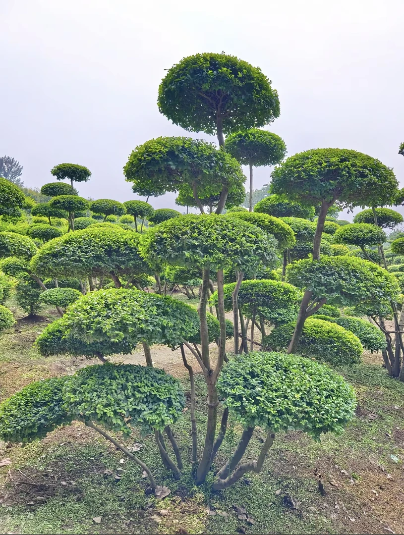 耐寒造型棒棒糖树别墅庭院风景树优美饱满修剪实拍发货