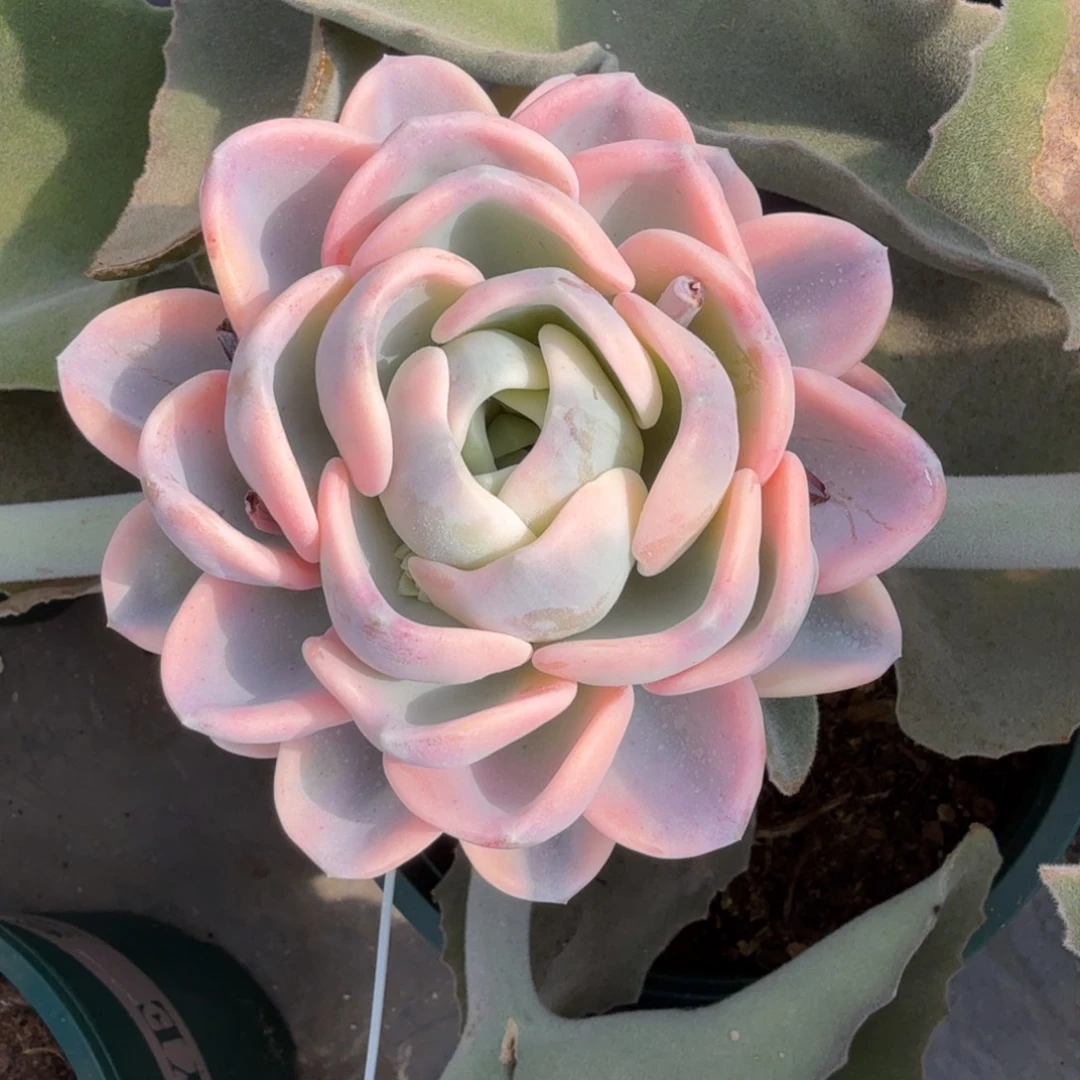 美尻锦锦上园艺一物一拍