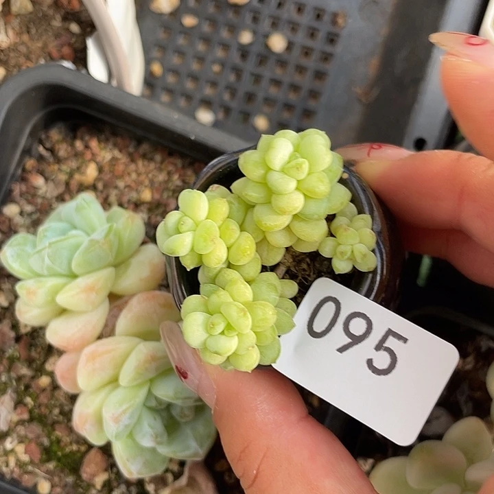 95。 阳光玫瑰。