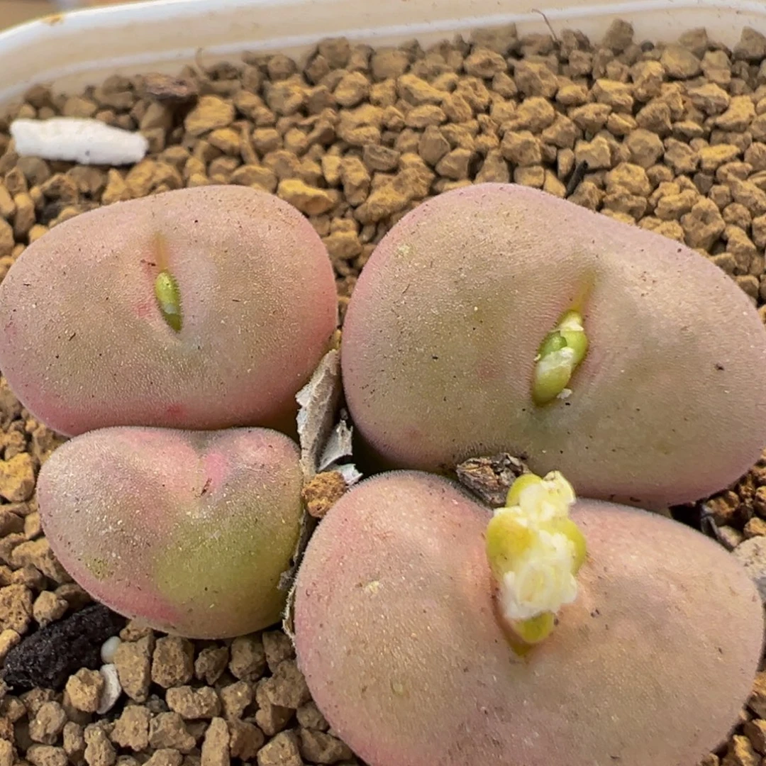 79多肉植物百科空卡