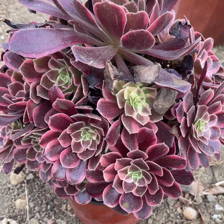 无花朵580多肉植物金丝雀