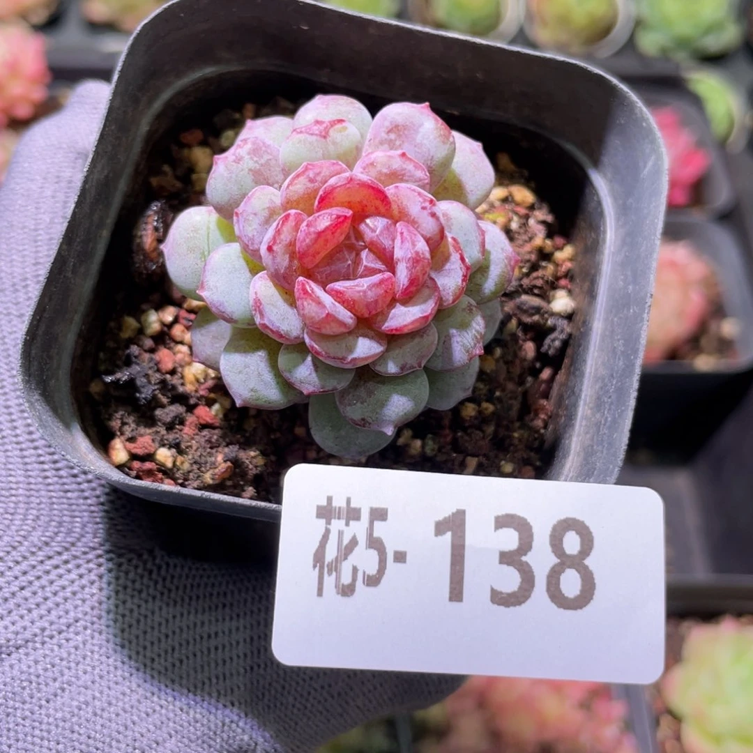 花利美 5-138血钻