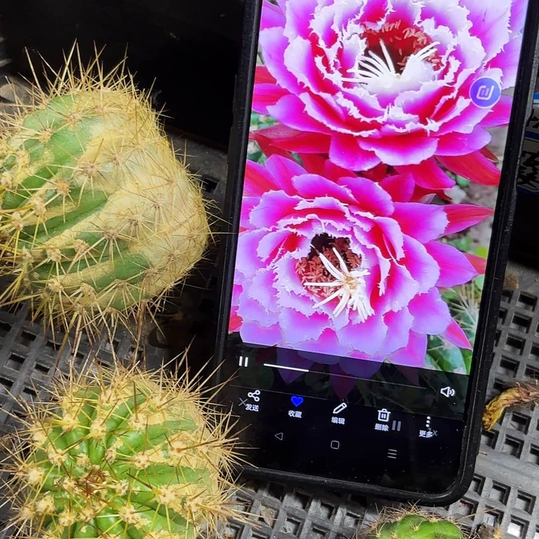 仙女毛瑕疵无根侧牙20包邮53