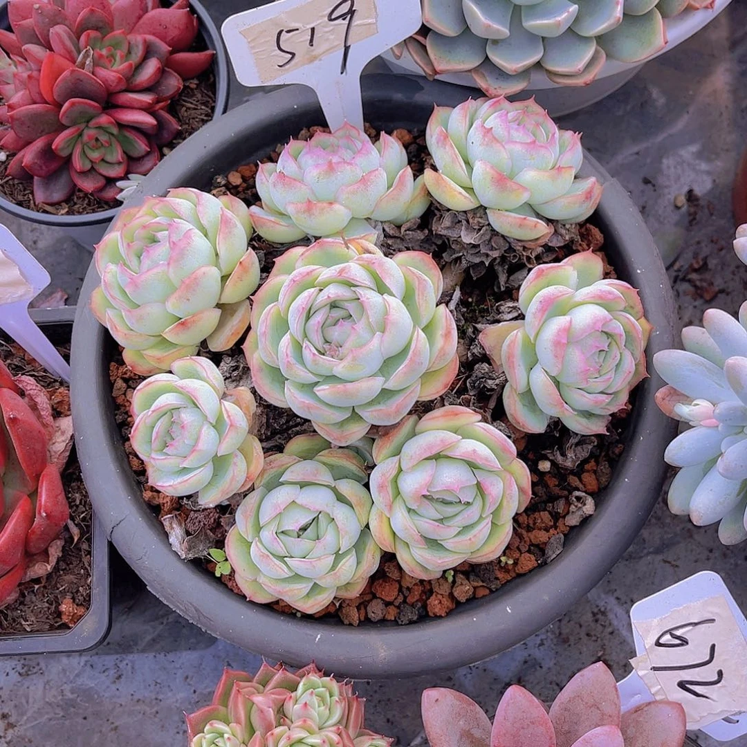 芙***子0000000000000000519