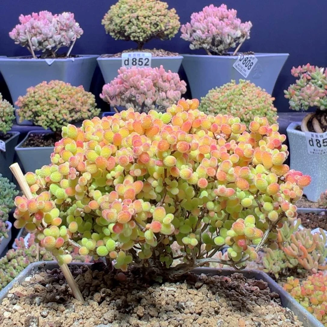 d873蜜桔冠幅8.5cm开播福利价