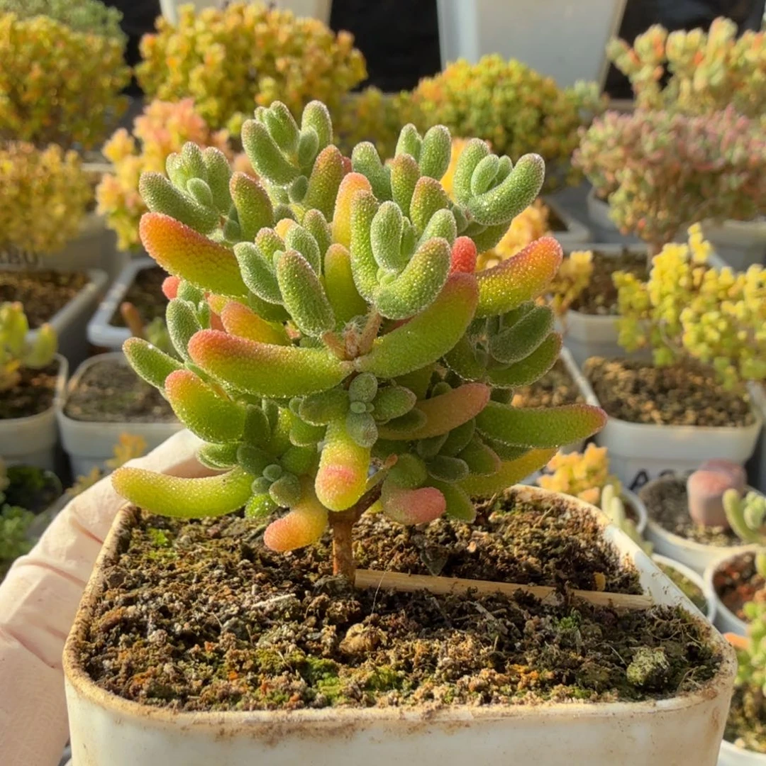 A831红叶枝干捧花