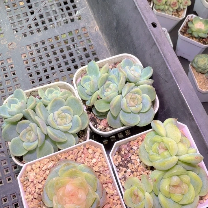 专拍链接多肉植物