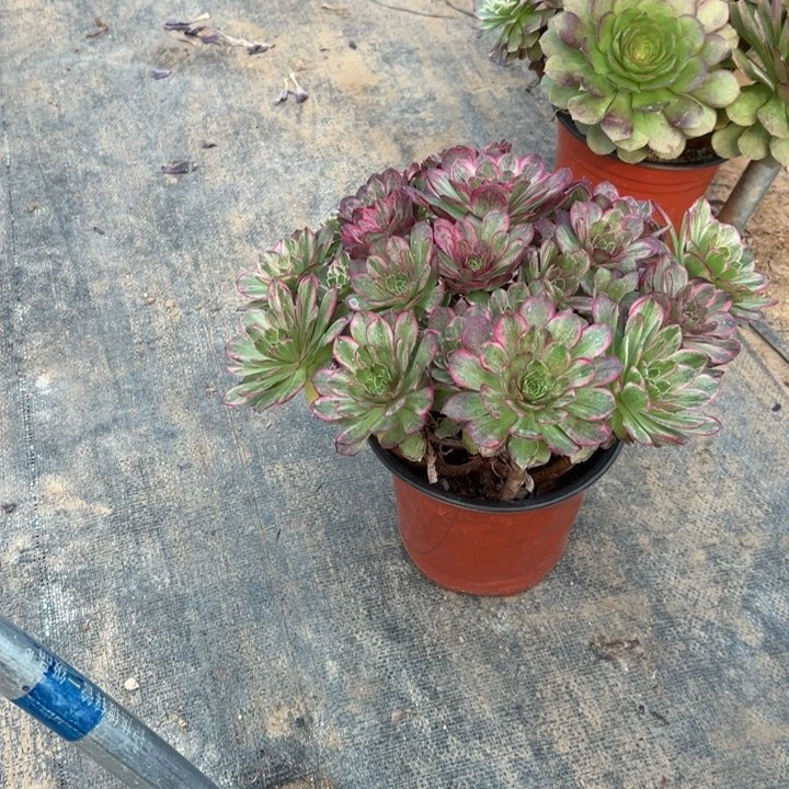 59莲花多肉多肉多肉多肉