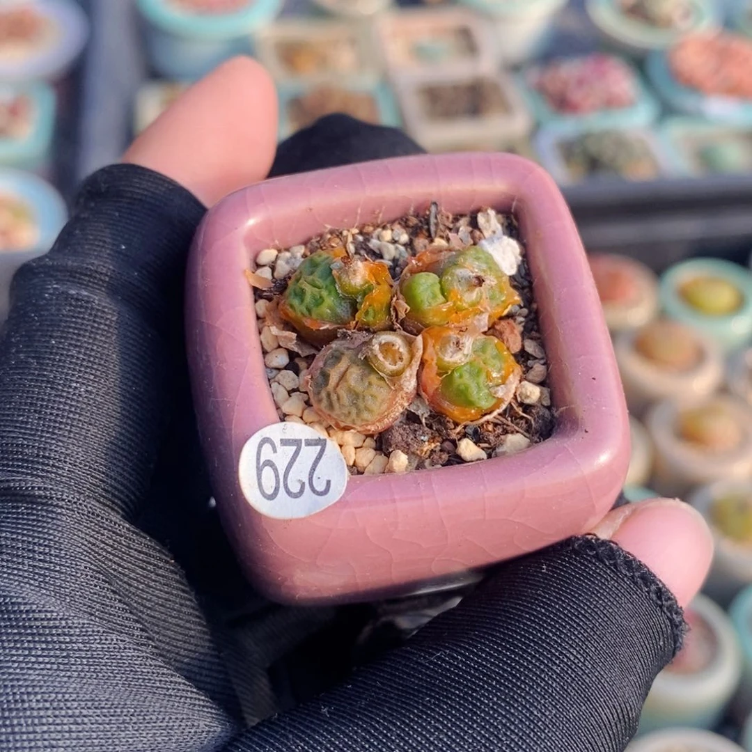 2650-一物一拍 带盆