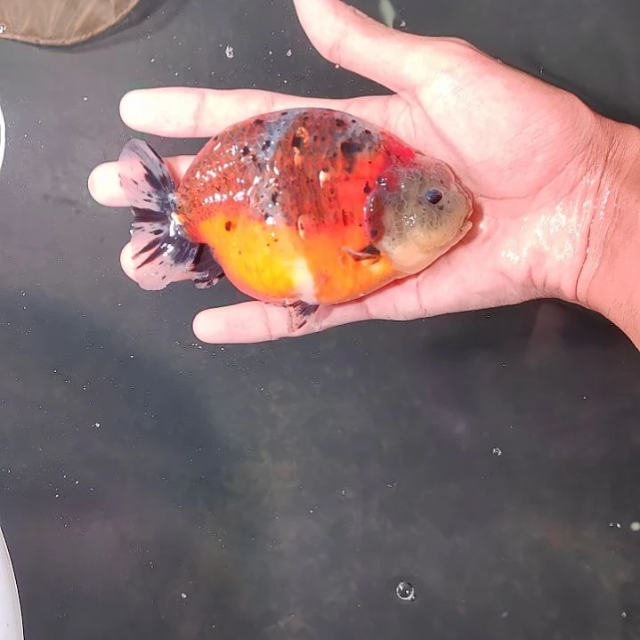 金鱼潘六叔精品麒麟