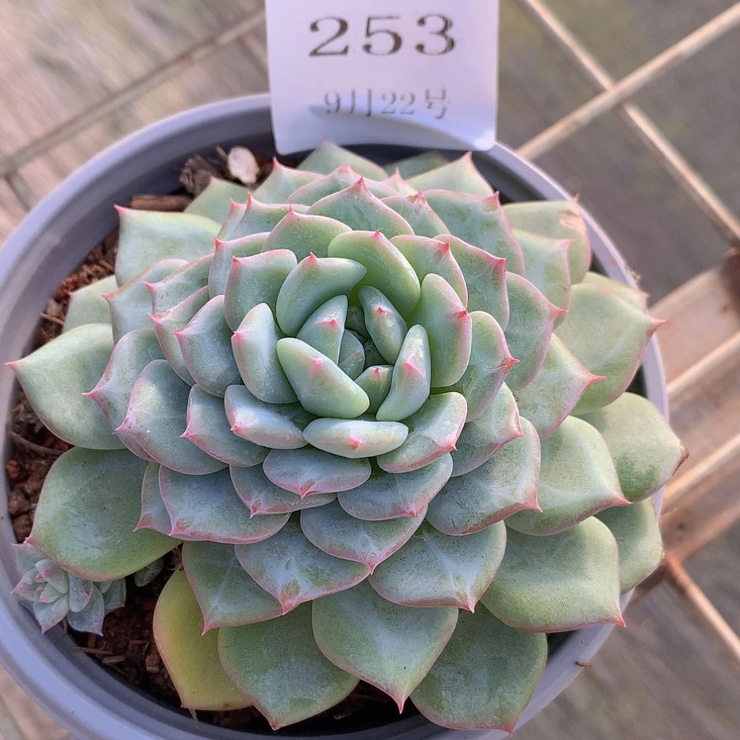 【闪购商品】云253号
