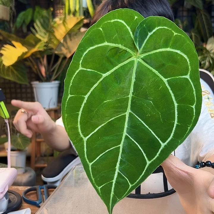 豪***潼完全开放一物一拍R122