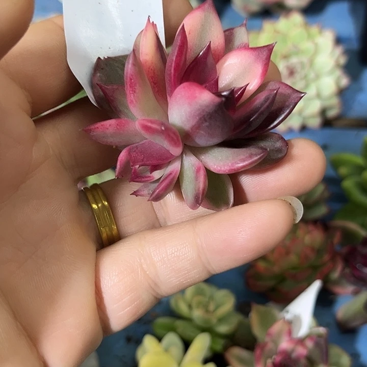 435火焰山锦无根多肉