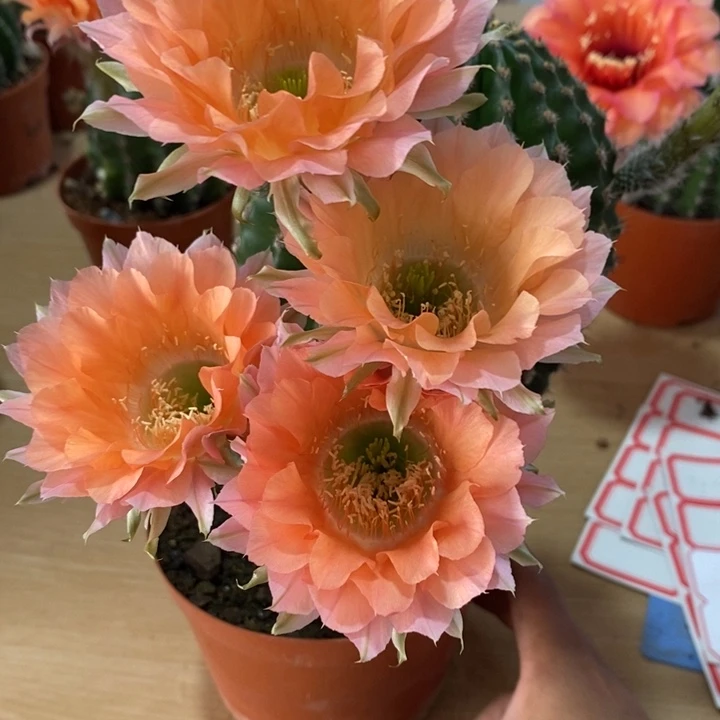 窗*彩草仙人球系列