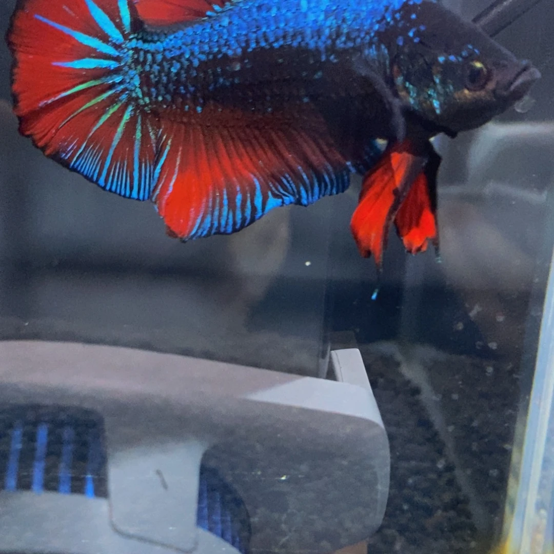 斗鱼334巨斗11111