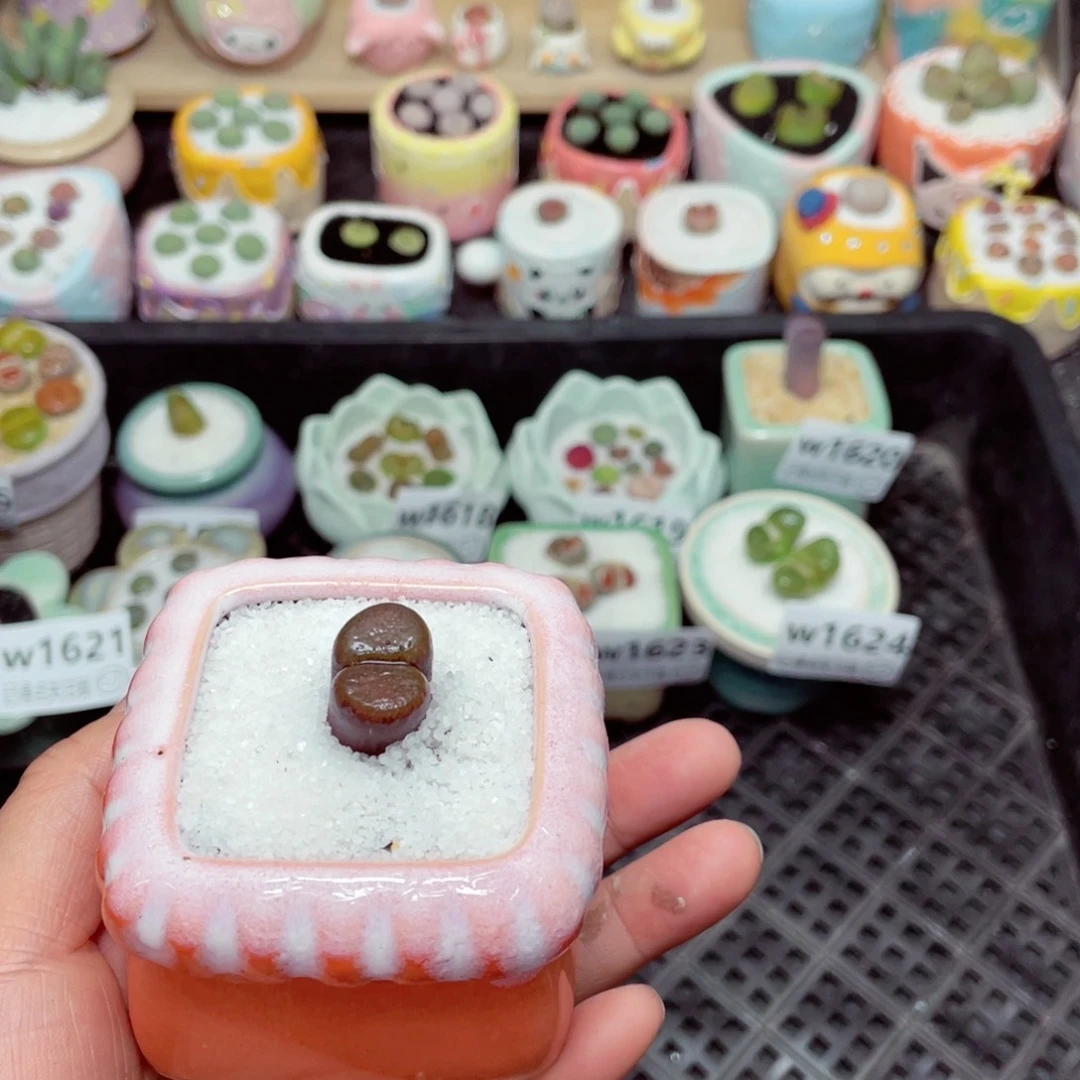 w1625微瑕-零下地区拍保温箱-15支持寄养