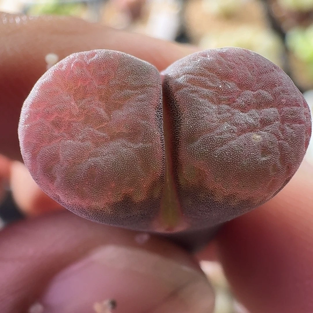 风铃玉哈哈哈哈哈哈哈哈哈